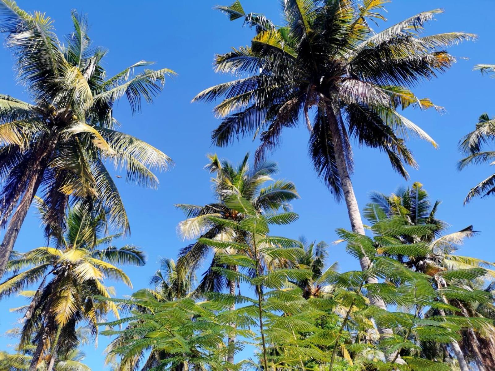 ギリ島 Exotic Houseヴィラ エクステリア 写真