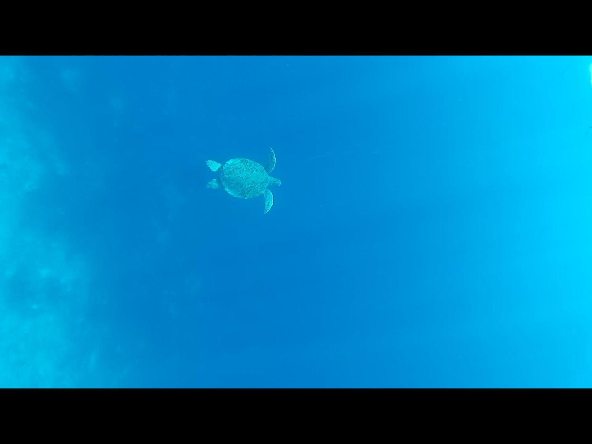 ギリ島 Exotic Houseヴィラ エクステリア 写真