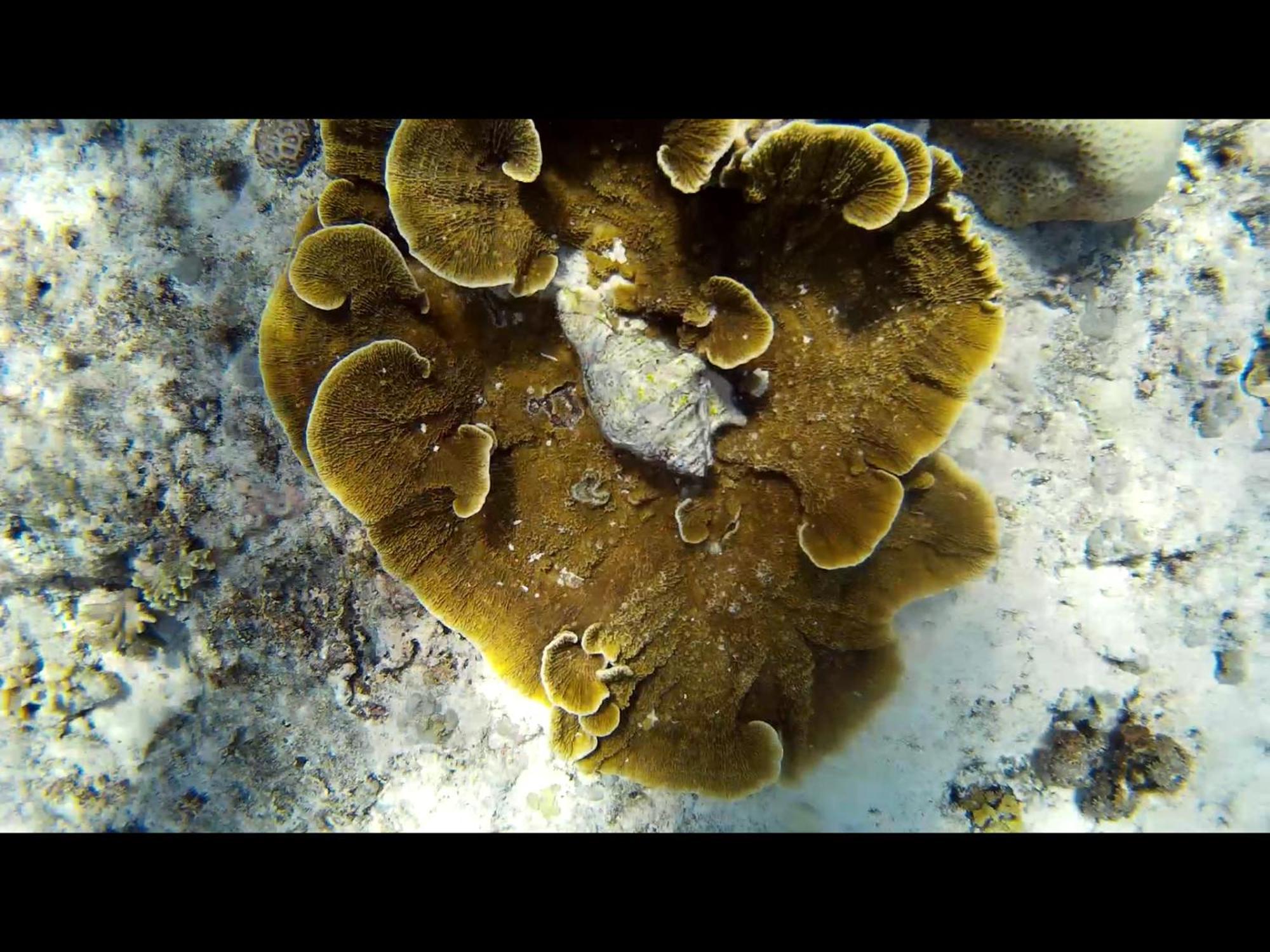ギリ島 Exotic Houseヴィラ エクステリア 写真