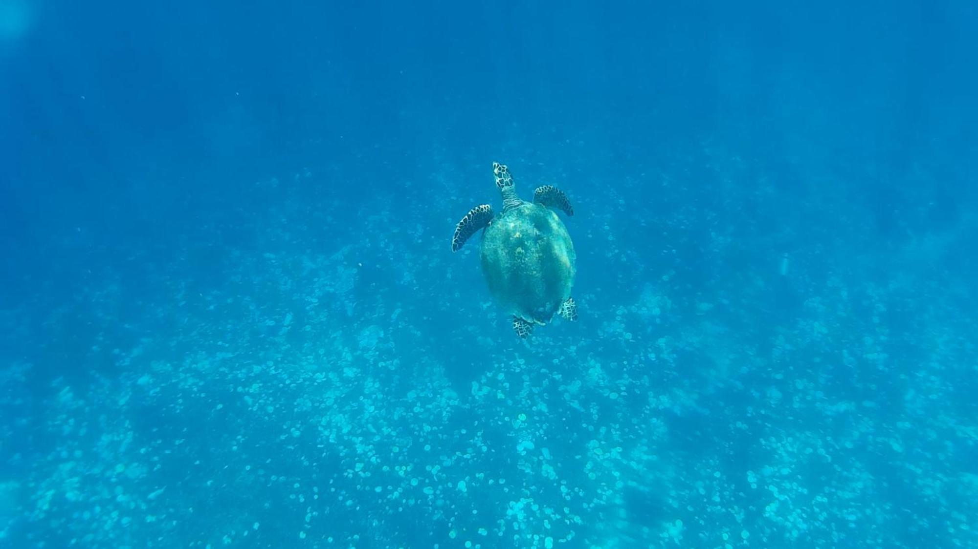 ギリ島 Exotic Houseヴィラ エクステリア 写真